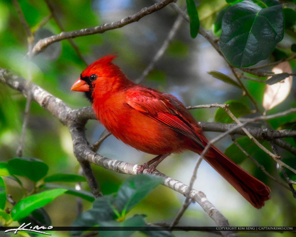 red cardinal at window meaning.jpg